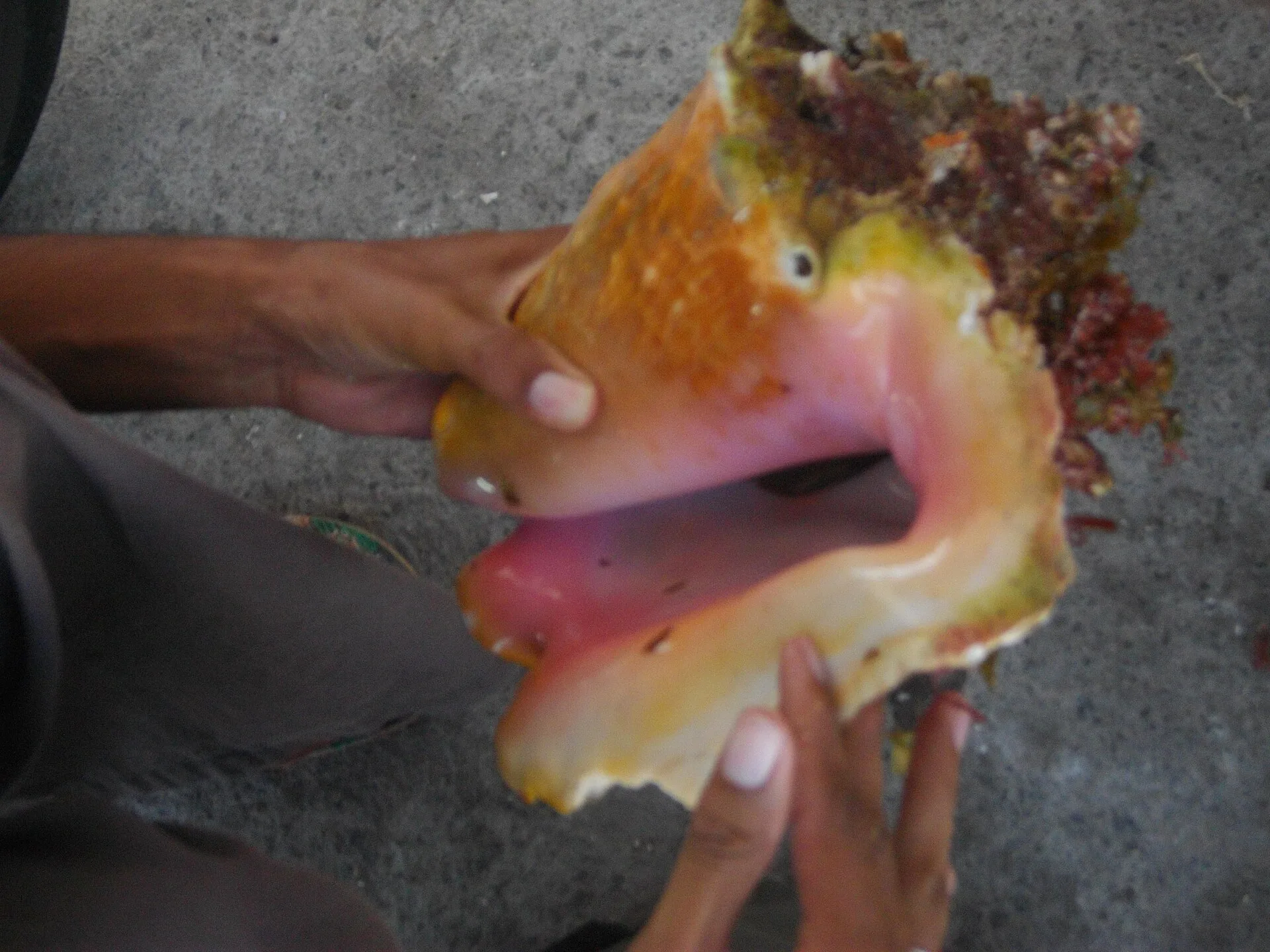 Lambis (gros coquillages) débarqués par des pêcheurs aux Antilles