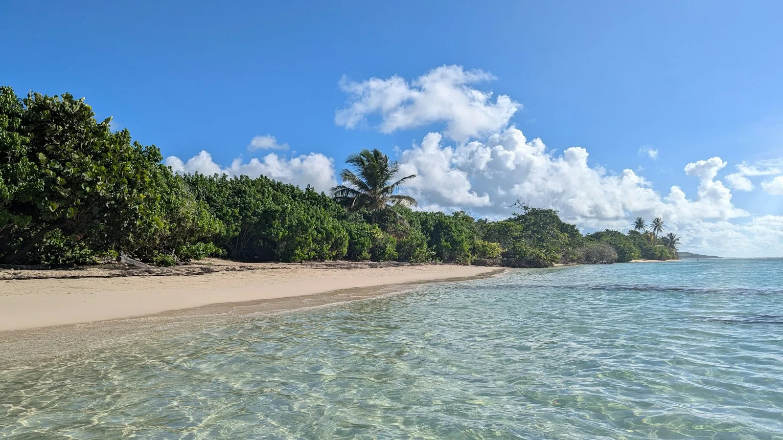 Plage de sable blond bordée de cocotiers en Guadeloupe sous un ciel ensoleillé